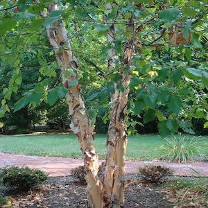 May include: A river birch tree with peeling, light brown bark and green leaves. The tree's trunk splits into two main branches. The background includes a brick pathway, green grass, and other foliage, suggesting a garden or park setting.