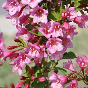 Minuet Weigela Live Plant - 8-12in Tall - Ship No Pot - Cold-Hardy Weigela Florida Deciduous Flowering Shrub - No Ship PR, AK, HI, Ca
