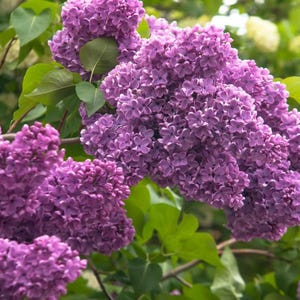 May include: Close-up of a lilac bush with large clusters of purple flowers. The flowers are densely packed and surrounded by green leaves. The background shows other plants with green and yellow hues.