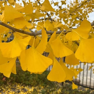May include: Close-up of a branch with bright yellow ginkgo leaves. The fan-shaped leaves are in focus, with a blurred background of a fence and greenery. The image captures the vibrant colors of autumn.