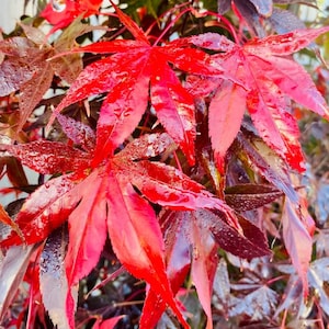 May include: Close-up of vibrant red Japanese maple leaves with water droplets. The leaves have a glossy texture and a distinctive, star-like shape. The image captures the rich colors and details of the foliage.