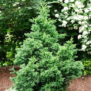 May include: A vibrant green evergreen shrub with dense, textured foliage. The plant is surrounded by other greenery and white flowering plants, creating a natural garden setting. The shrub's shape is conical, with a full, lush appearance.