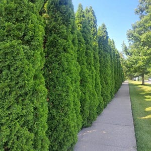 Murray Cypress Live Tree - 6-12&quot; Tall - 3&quot; Pot - Evergreen Cypress Tree for Home Garden/Landscape/Border/Hedging - No Ship PR, AK, HI