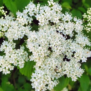 May include: Close-up of a cluster of small, white flowers with delicate petals. The flowers are densely packed together, creating a full, textured appearance. The background features green leaves, providing a natural contrast to the bright white blooms.
