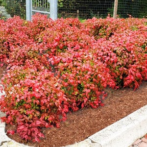 May include: A vibrant bed of Nandina domestica shrubs, showcasing dense clusters of red and green foliage. The plants are neatly arranged along a concrete border, with a backdrop of a metal gate and a wire fence. The leaves display a mix of red and green hues.