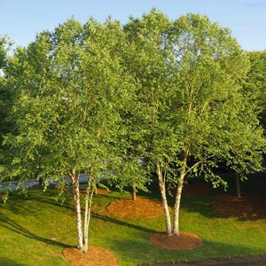May include: A scenic view of several birch trees with white bark and lush green foliage. The trees are planted on a grassy hill with mulch circles around their bases. The sky is a clear blue.