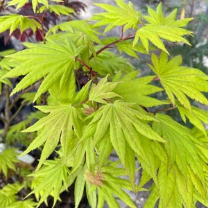 May include: Close-up of a vibrant green Japanese maple tree. The leaves are a bright, chartreuse color with delicate, reddish veins. The branches are a deep red, creating a striking contrast. The leaves have a distinctive, star-like shape.