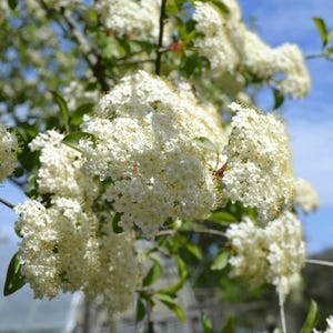 Blackhaw Virbunum Live Plant - 6-12&quot; Tall - 4&quot; Pot - White Bloom Clusters - Viburnum Prunifolium Deciduous Shrub - No Ship PR, AK, HI