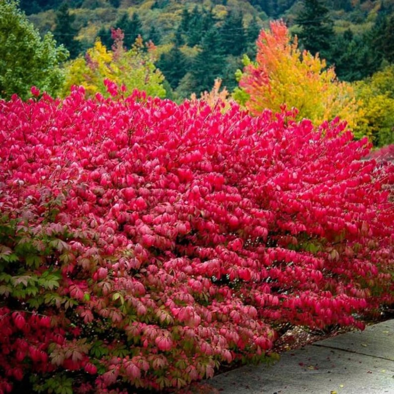 Set of 5 Dwarf Burning Bush Bare Roots - 6-12