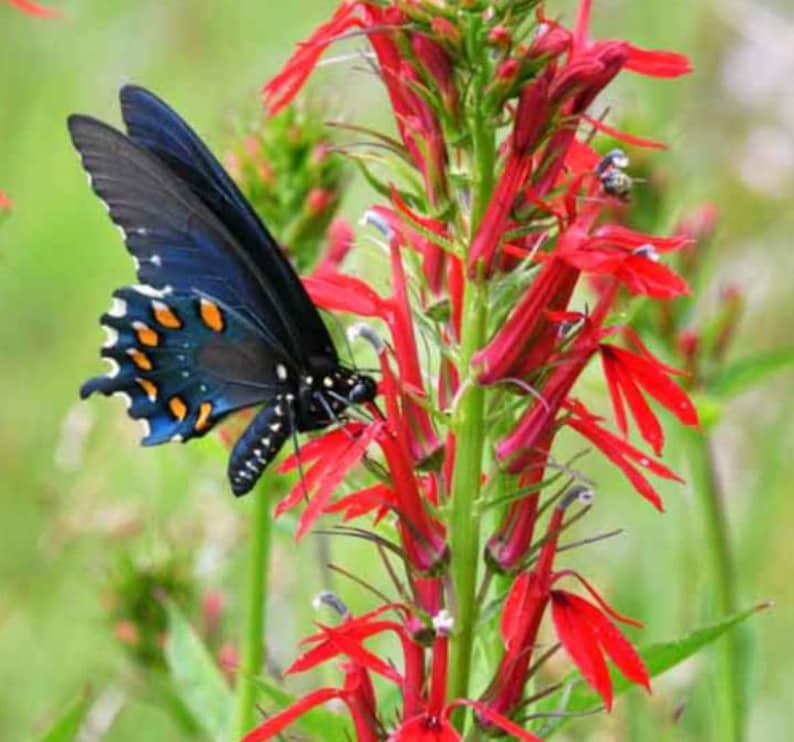 Set of 5 Red Cardinal Flower Bare Roots - Lobelia Cardinalis ...