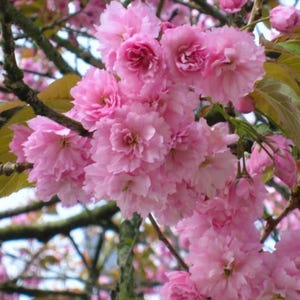 May include: Close-up of a cluster of vibrant pink cherry blossoms in full bloom. The flowers have multiple layers of delicate petals, creating a full, rounded shape. The blossoms are set against a backdrop of green and brown branches and leaves.