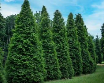 Thuja Occidentalis 'elegantissima' - Elegant Arborvitae - Live Plant -  Quart Pot Size - Etsy