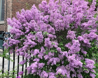 Miss Kim Lilac Shrub Live Tree - 6-12" Tall - 1qt Pot - Fragrance Flower Cluster Bush for Garden/Ornamental Landscape - No Ship PR, AK, HI