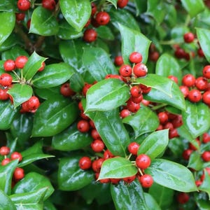 May include: Close-up of a holly plant with glossy green leaves and bright red berries. The berries are clustered together, contrasting with the dark green foliage. The image is well-lit, highlighting the textures.