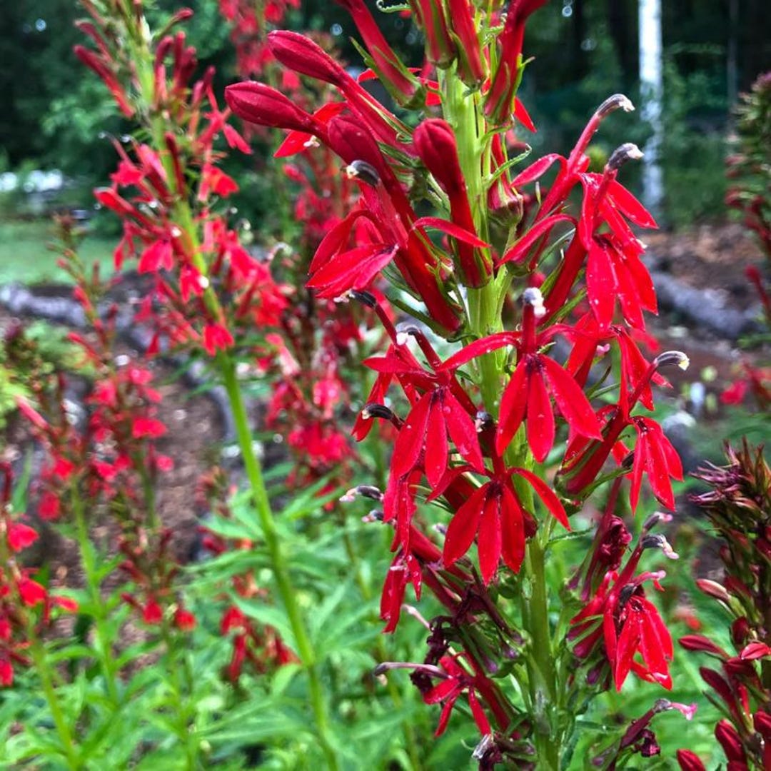 Set of 20 Red Cardinal Flower Bare Roots - Lobelia Cardinalis ...