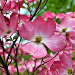 May include: Close-up of pink dogwood flowers in full bloom. The flowers have four petals with a white center and a yellow stamen. The background is blurred, showing more flowers and green foliage.