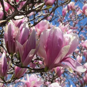 Jane Magnolia Live Plant - 6-12&quot; Tall - 3&quot; Pot - Pink Flower Compact Shrub for Landscape and Home Garden - No Ship To PR, AK, HI