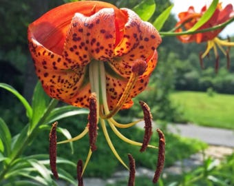 Juego de 5 bulbos de lirio turco (Lilium superbum) – Perenne resistente, flores naranjas – Jardín y paisajismo – No se realizan envíos a Alaska, Hawái ni Puerto Rico