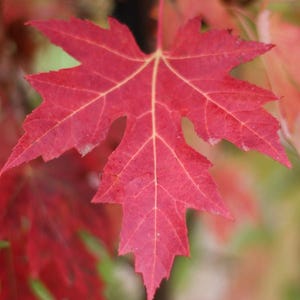May include: A close-up of a vibrant red maple leaf with prominent veins. The leaf's edges are slightly serrated, and the background is blurred, suggesting a natural outdoor setting. The leaf is a deep, rich red color.