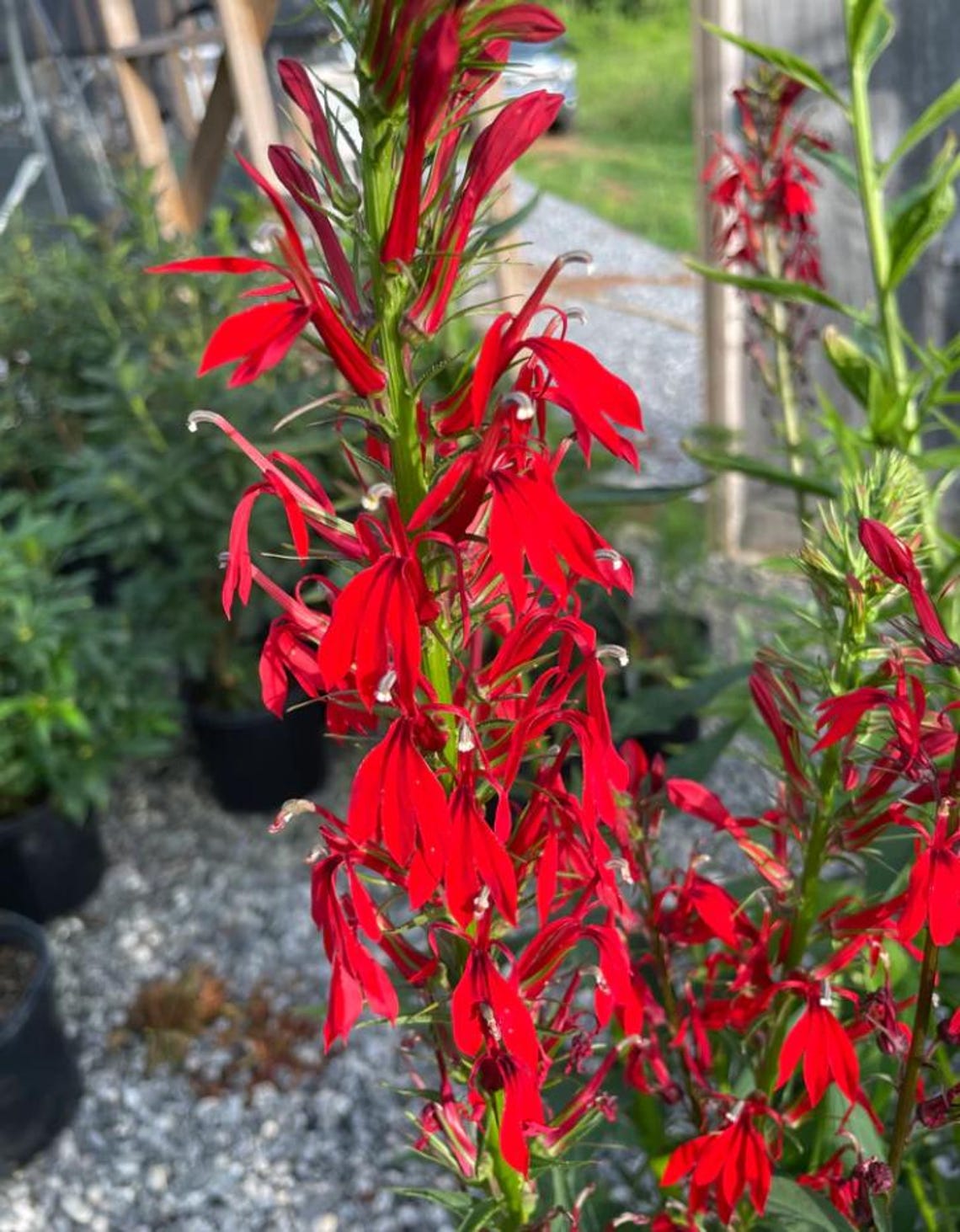 Set of 5 Red Cardinal Flower Bare Roots - Lobelia Cardinalis ...