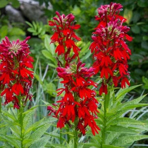 May include: Close-up of vibrant red cardinal flowers in full bloom. The flowers are clustered on tall green stems, surrounded by lush green foliage. The image showcases the natural beauty of these striking wildflowers.