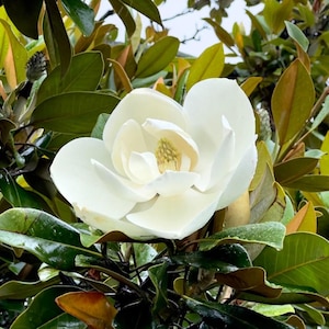 May include: A close-up of a white magnolia flower in full bloom, surrounded by glossy green leaves. The flower's petals are creamy white, with a yellow center. The leaves have a few brown spots.