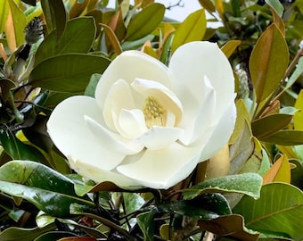 Sweetbay Magnolia Live Plant - 10-18" Tall - 1 Quart Pot - Creamy Blooms Flower Tree for Landscape and Home Garden - No Ship To PR, AK, HI