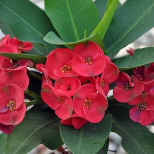 May include: Close-up of a flowering plant with vibrant red blooms and green leaves. The flowers have a unique shape and texture, with small yellow centers. The plant is a vibrant addition to any garden.