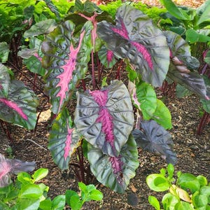 May include: A cluster of large, heart-shaped leaves with striking pink veining and edges. The leaves are a deep green hue, and the stems are a reddish-purple. The plant is set amongst other green foliage, growing in dark soil.