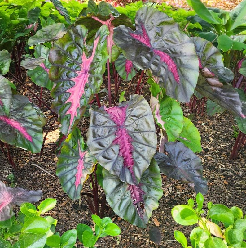 May include: A cluster of large, heart-shaped leaves with striking pink veining and edges. The leaves are a deep green hue, and the stems are a reddish-purple. The plant is set amongst other green foliage, growing in dark soil.