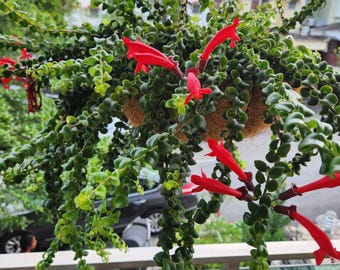 Curly Lipstick Plant Aeschynanthus Rasta, Easy Blooming Indoor Vine, 4 Pot  Live Houseplant - Etsy