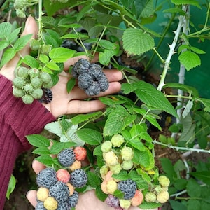 May include: Close-up of hands holding clusters of blackberries in various stages of ripeness. Some are green, others are a deep blue-black, and some are a mix of colors. The berries are surrounded by green leaves and thorny stems.