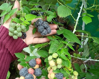May include: Close-up of hands holding clusters of blackberries in various stages of ripeness. Some are green, others are a deep blue-black, and some are a mix of colors. The berries are surrounded by green leaves and thorny stems.