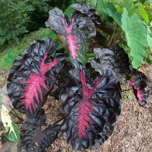 May include: Close-up of a plant with large, dark leaves featuring prominent red veins. The leaves have a textured appearance and a glossy sheen. The plant is surrounded by other greenery and mulch.
