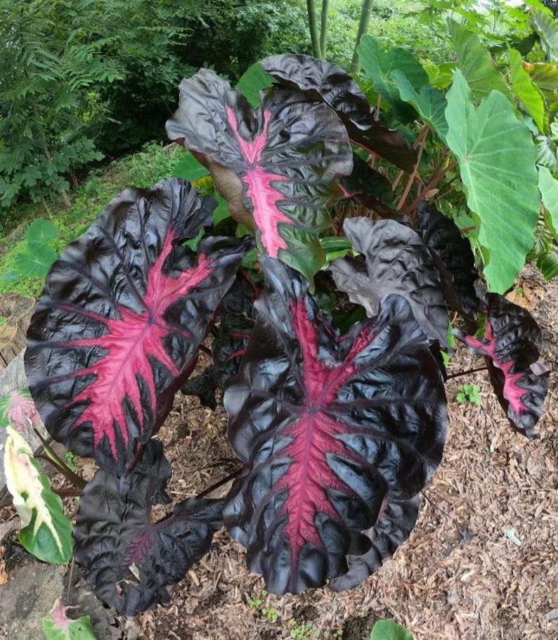 May include: Close-up of a plant with large, dark leaves featuring prominent red veins. The leaves have a textured appearance and a glossy sheen. The plant is surrounded by other greenery and mulch.