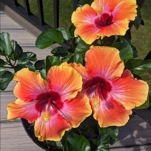 May include: Close-up of a potted hibiscus plant with three vibrant blooms. The flowers display a gradient of colors, transitioning from a deep red center to pink, then to orange and yellow edges. Lush green leaves surround the flowers.