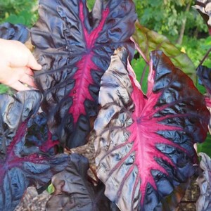May include: Close-up of large, dark purple leaves with striking red veining. The leaves have a glossy texture and a distinctive, heart-shaped form. The plant is set against a backdrop of green foliage, suggesting a garden setting.