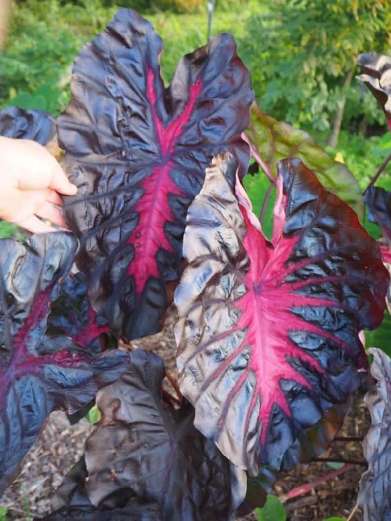 May include: Close-up of large, dark purple leaves with striking red veining. The leaves have a glossy texture and a distinctive, heart-shaped form. The plant is set against a backdrop of green foliage, suggesting a garden setting.
