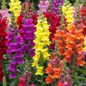 May include: A vibrant display of snapdragon flowers in full bloom. The image showcases a variety of colors, including yellow, red, purple, and orange. The flowers are tall and slender, with green foliage.
