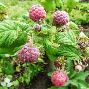 May include: Close-up of a raspberry plant with several ripe, red raspberries. The berries are clustered on the branches, surrounded by green, textured leaves. The background is blurred, suggesting a garden setting.