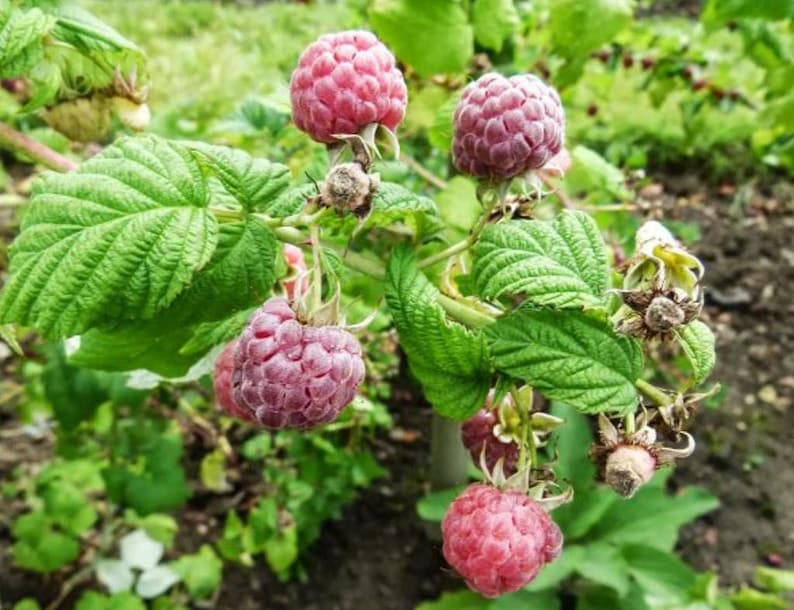 May include: Close-up of a raspberry plant with several ripe, red raspberries. The berries are clustered on the branches, surrounded by green, textured leaves. The background is blurred, suggesting a garden setting.