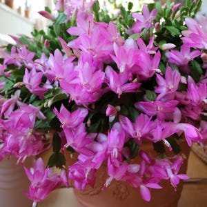 May include: A close-up of a potted Christmas cactus with vibrant pink flowers. The plant is overflowing with blooms, showcasing a profusion of delicate petals and green foliage. The terracotta pot provides a warm contrast to the bright flowers.