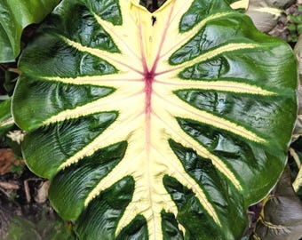 Waikiki Colocasia Live Starter Plants - 6-10 Inch Tall - 3 Inch Pot - Esculenta Waikiki - Colocasia Royal Hawaiian Variegated Foliage Plant