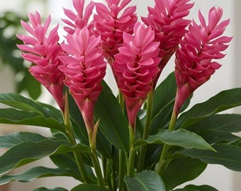 Hot Pink Ginger Live Plant – Tropical Flower Plant – 4-6” Tall – Ship No Pot