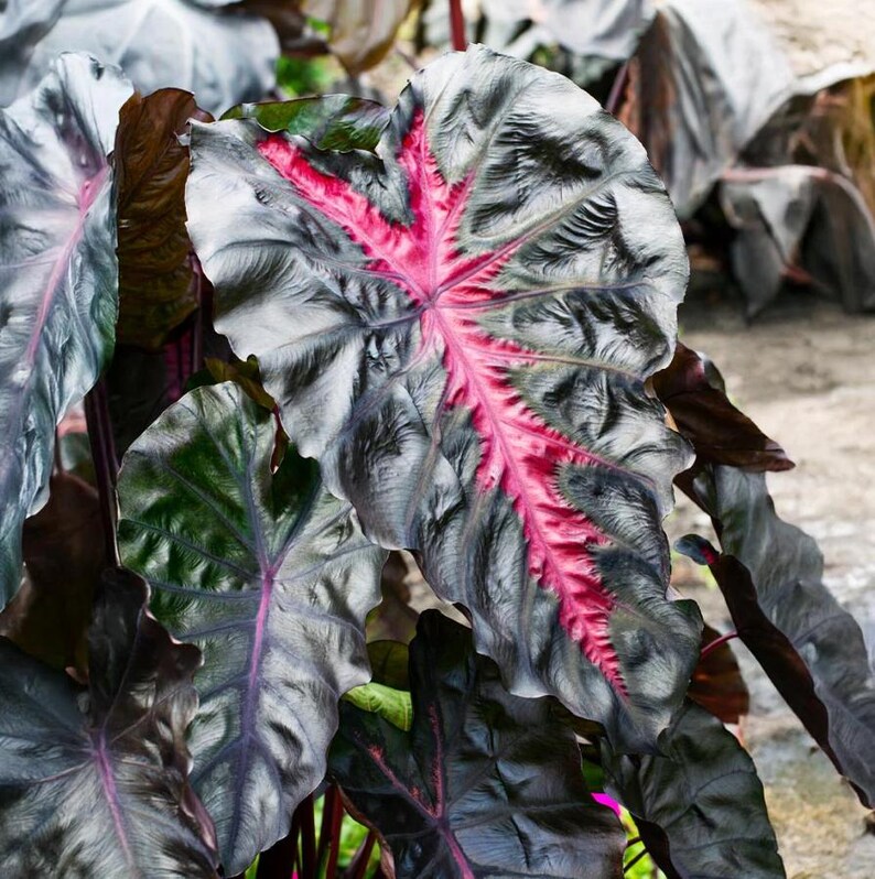 May include: Detailed image of large leaves with a distinctive colour scheme. The leaves are mainly grey with dark green and purple tones. A vivid pink vein pattern is visible in the centre of the largest leaf, creating a strong contrast. The image depicts a tropical plant.