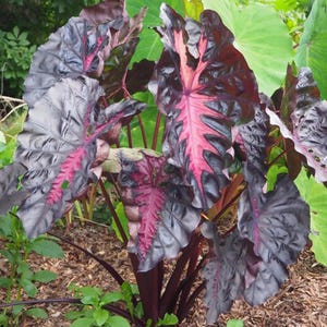May include: A plant with large, textured leaves in shades of dark purple and pink. The leaves have prominent veins and the plant has dark stems. It is set against a backdrop of green foliage and mulch.