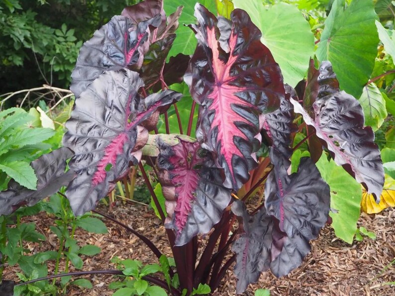 May include: A plant with large, textured leaves in shades of dark purple and pink. The leaves have prominent veins and the plant has dark stems. It is set against a backdrop of green foliage and mulch.