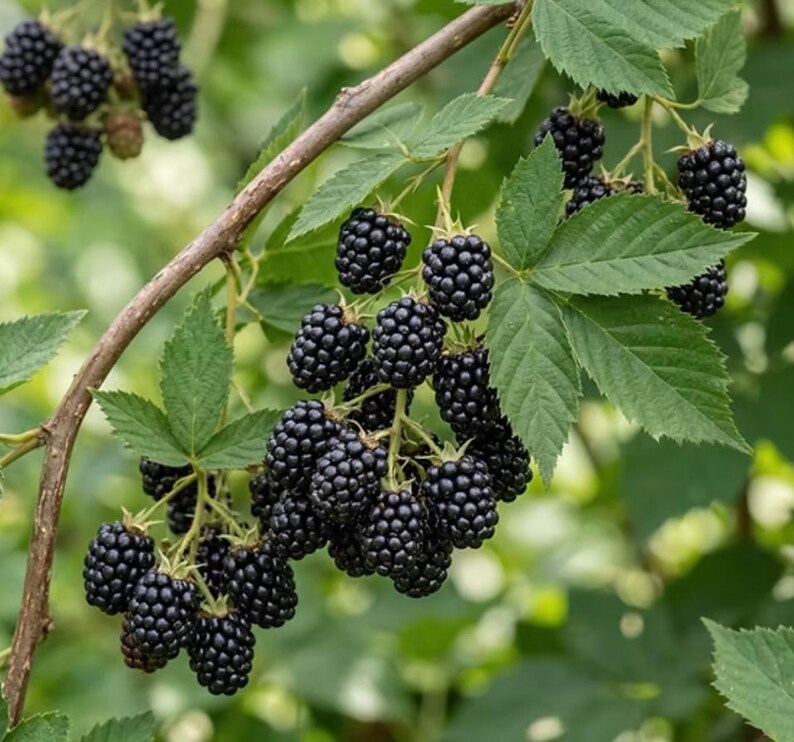 May include: A close-up of a blackberry bush with ripe, dark purple berries. The berries are clustered on branches with green leaves. The image is well-lit, showing the texture of the berries and leaves.