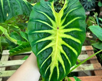 Maui Sunrise Colocasia Live Starter Plants - 6 to 10 Inch Tall - Ship No Pot - Elephant Ear Variegated Foliage Plant for Home Garden/Decor