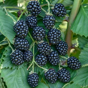 May include: A close-up of a cluster of ripe blackberries on a green leafy branch. The blackberries are a deep, shiny black color, and the leaves are a vibrant green. The image highlights the natural beauty of the fruit.